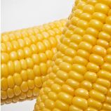 GSS 1453 F1 семена кукурузы суперсладкой (Syngenta)