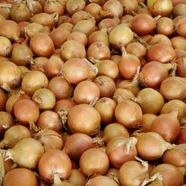 Лук Натион F1