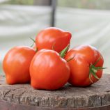 Пеконет F1 семена томата полудет. ультрараннего 53-55 дн. окр. с носик. 170-200 гр. красн. (Syngenta)