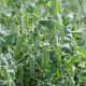 Преладо семена гороха овощного (Syngenta)