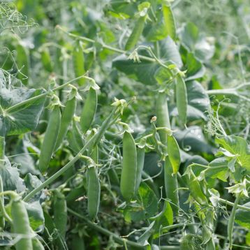 Преладо семена гороха овощного (Syngenta)