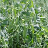 Преладо семена гороха овощного (Syngenta)