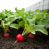 Рондар F1 семена редиса 18-20 дн (Syngenta)
