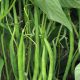 Серенгети семена фасоли спаржевой (Syngenta)