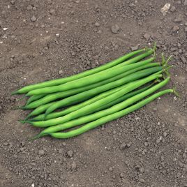 Серенгети семена фасоли спаржевой кустовой ранней 15 см зел./бел. (Syngenta)