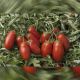 Умекс F1 семена томата дет. (Syngenta)