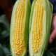 Шайнрок F1 семена кукурузы суперсладкой (Syngenta)