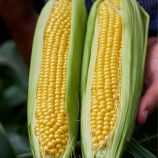 Шайнрок F1 семена кукурузы суперсладкой (Syngenta)