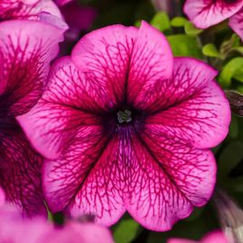Петуния Игл F1 сливовая с прожилками (plum vein)