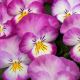Виола Ультима Radiance Pink 