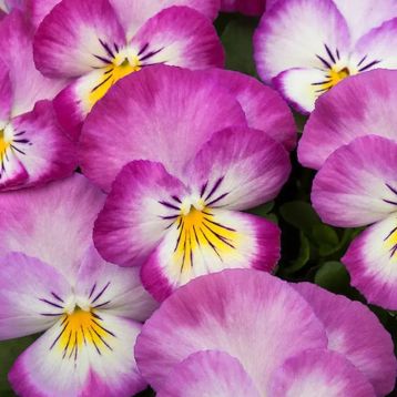 Віола Ультіма Radiance Pink 