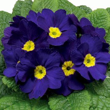 Примула Данова F1 синя (blue) 