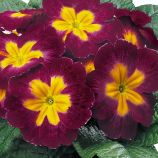 Примула Данова F1 burgundy bicolor