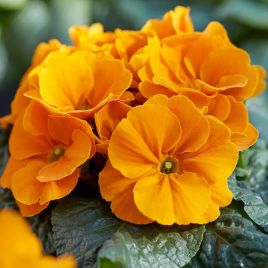 Примула Данова F1 orange yellow 