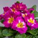 Примула Данова F1 purple bicolor 