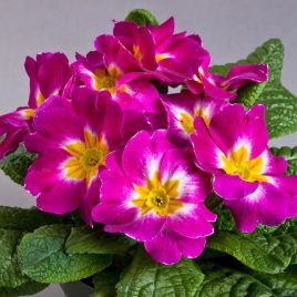 Примула Данова F1 purple bicolor 
