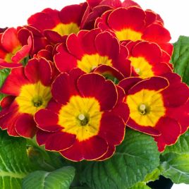 Примула Данова F1 красная (red) 