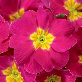 Примула Данова F1 розовая (rose) 