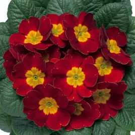 Примула Данова F1 velvet red 