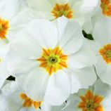 Примула Данова F1 біла (white) 