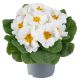 Примула Данова F1 біла (white) 