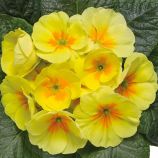 Примула Данова F1 yellow with eye 