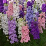 Дельфініум Гіацинт суміш
