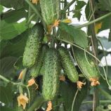 Огірок Амант F1