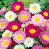 Акроклинум крупноцветковый смесь (сухоцветы) 