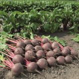 Боро F1 семена свеклы столовой средней 110-115 дн. окр. (Bejo)