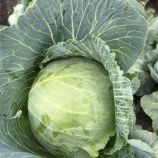 Капуста Ботран F1 
