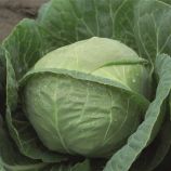 Катарина F1 семена капусты б/к ранней 50-58 дн. 1-1,8 кг (Bejo)