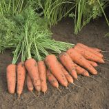 Купар F1 (2,0-2,2мм) семена моркови Шантане поздней 135 дн. (Bejo) НАЛИЧИЕ УТОЧНЯЙТЕ