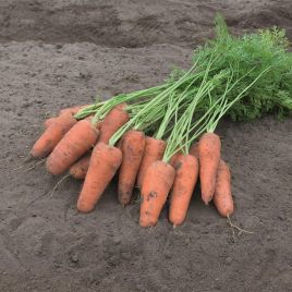 Курасао F1 семена моркови Шантане (фр. 2,2-2,4) 105 дн. (Bejo)