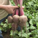 Ронда F1 семена свеклы столовой среднепоздней 118-120 дн окр. (Bejo)