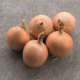 Тамара F1 семена лука репчатого среднего дня среднего 105-108 дн. желтого (Bejo)