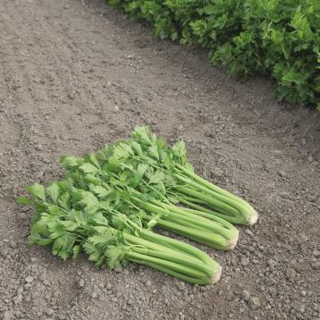 Танго семена сельдерея листового (Bejo)