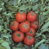 Топспорт F1 семена томата дет. (Bejo)