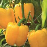 Турбин F1 семена переца сладкого (Bejo)