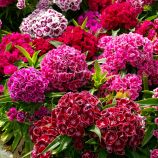 Гвоздика Турецкая