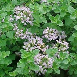 Майоран (Орегано) насіння (Moravoseed)