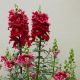 ДабелШот F1 crimson red семена антирринума на срез 50-60 см однол. (Hem Genetics)
