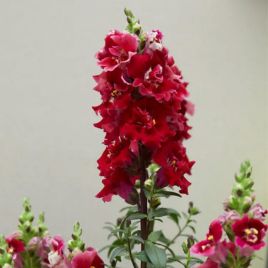 ДабелШот F1 crimson red семена антирринума на срез 50-60 см однол. (Hem Genetics)