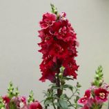 ДабелШот F1 crimson red насіння антирінуму на зріз 50-60 см однорічн. (Hem Genetics)