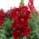 ДабелШот F1 crimson red семена антирринума на срез 50-60 см однол. (Hem Genetics)