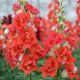 ДабелШот F1 orange bicolor семена антирринума на срез 50-60 см однол. (Hem Genetics)