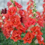 ДабелШот F1 orange bicolor семена антирринума на срез 50-60 см однол. (Hem Genetics)