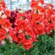 ДабелШот F1 orange bicolor насіння антирінуму на зріз 50-60 см однорічн. (Hem Genetics)