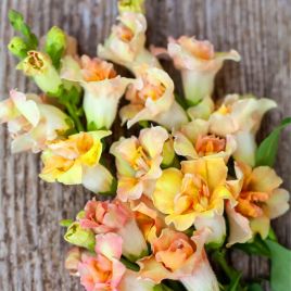ДабелШот F1 peach семена антирринума на срез 50-60 см однол. (Hem Genetics)