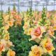 ДабелШот F1 peach насіння антирінуму на зріз 50-60 см однорічн. (Hem Genetics)